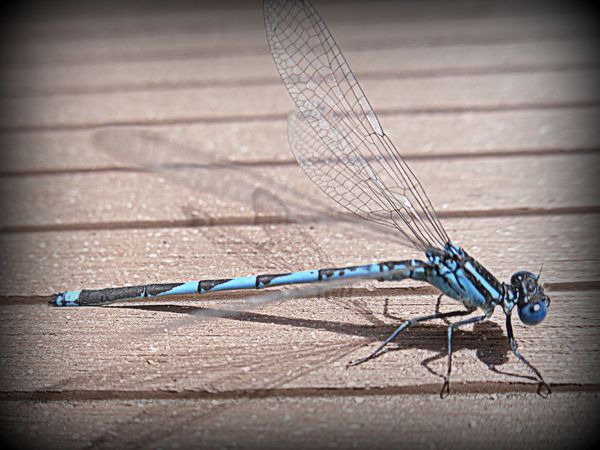 libellule bleue - Aeshnea cyanea-011