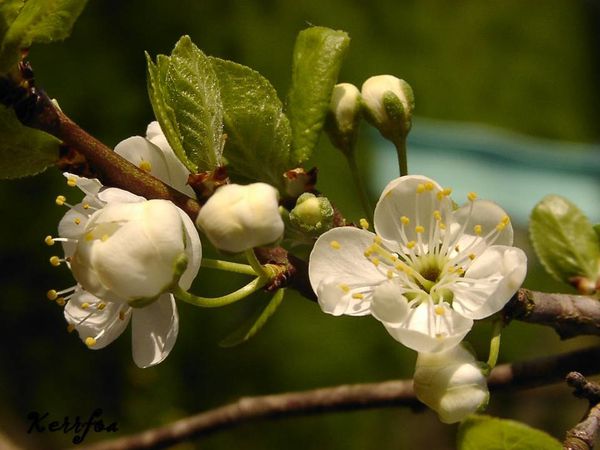 petites fleurs du prunier
