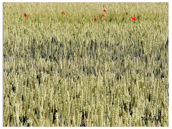 Le champ de blé
