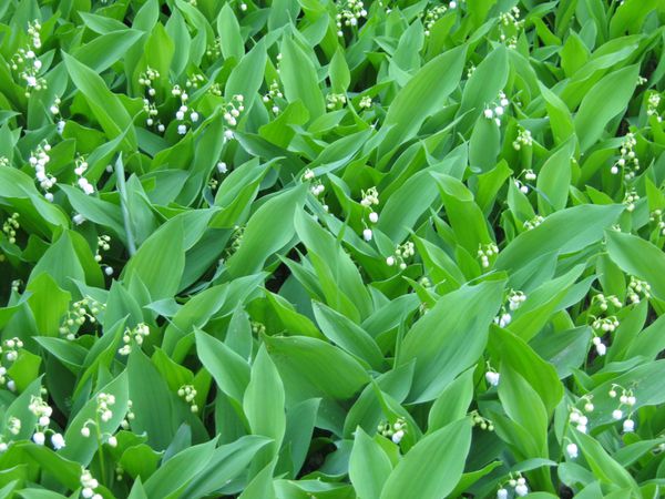 GUILLAC ça sent bon le muguet