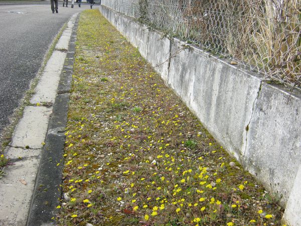 BONNETAN - un trottoir tapissé de jaune