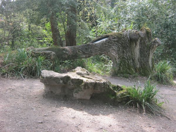 conduite d'eau Ã  l'intÃ©rieur du tronc