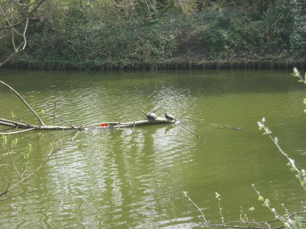 Et lÃ , bien tranquillement, papa, maman et fiston tortues entrain de ...