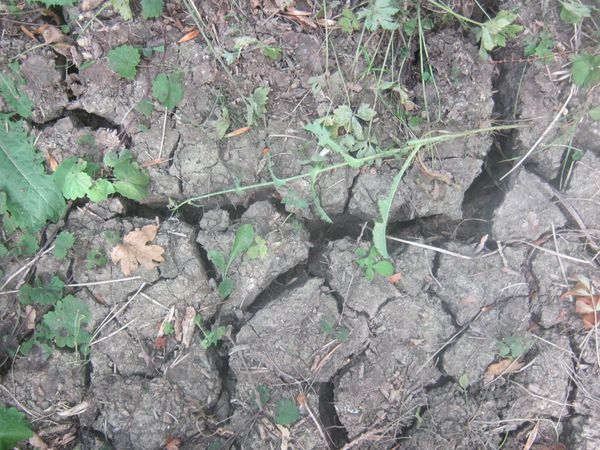LUGON 018