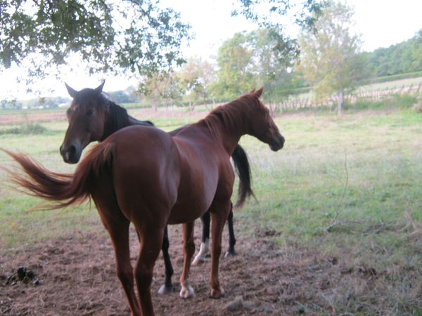 La Lande de Fronsac Cheval à 2 têtes