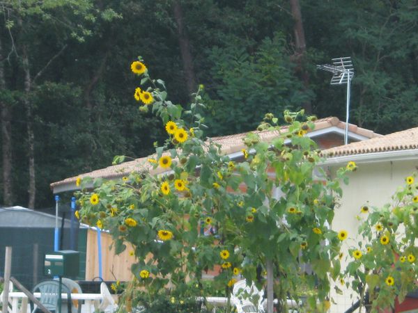 ST SAUVEUR Tournesol d'ornement