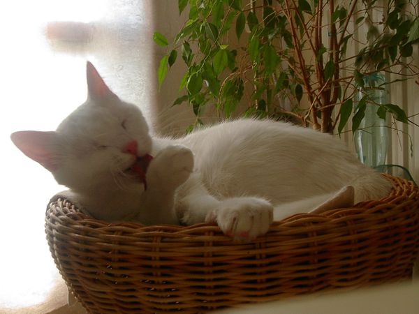 PICT2452