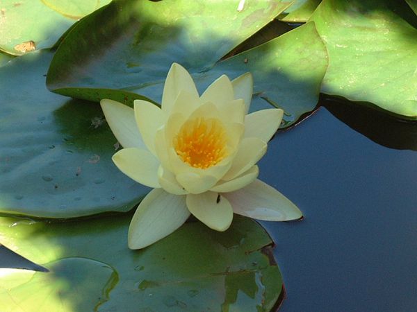 fleur-de-lotus.JPG