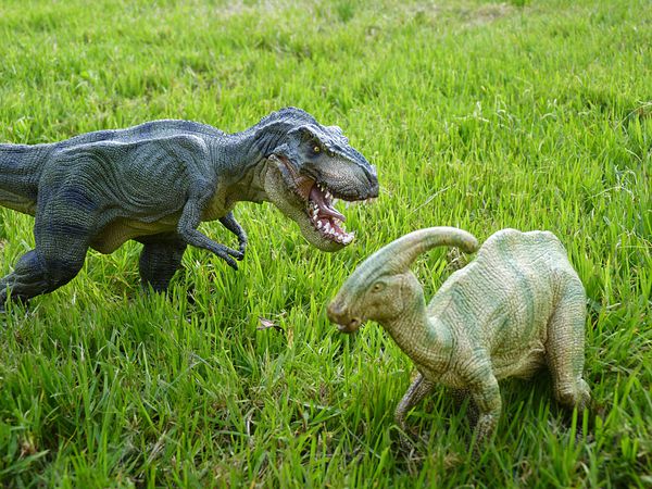 T-rex mâle vs Parasaurolophus