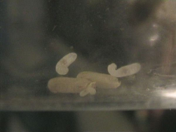 3 larves(2)