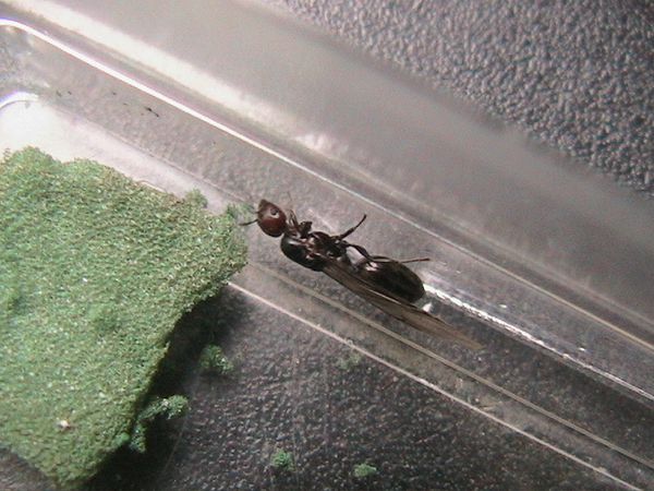 Mars-2011---Camponotus-aethiops---Crematogaster-sc-copie-15.JPG