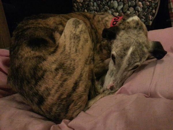 galgo-8-ans-536947_4454332641396_1814821922_n.jpg