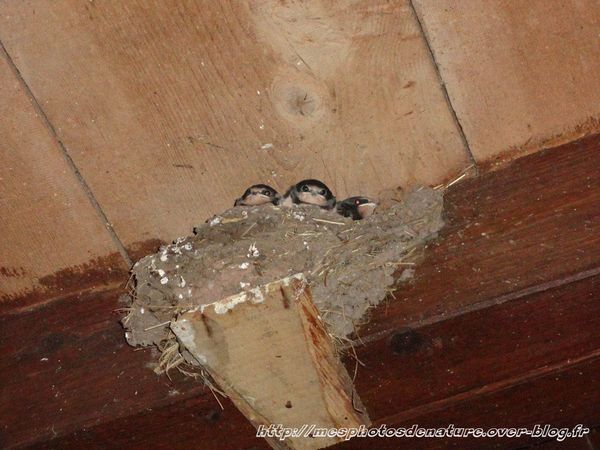 06-0712-Hirondelles-rusiques--1-.JPG