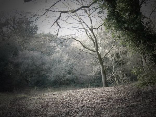 Dark-Forest.jpg