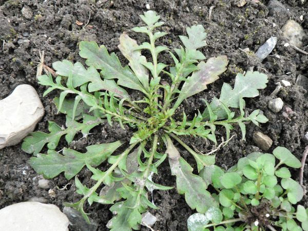 Identification des plantes sauvages comestibles le collectif de ... Inspiration Jardin Sauvage
