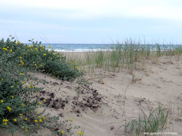 Des-madeleines-et-du-sable3.jpg