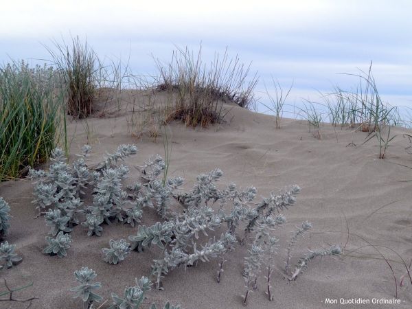 Des-madeleines-et-du-sable4.jpg