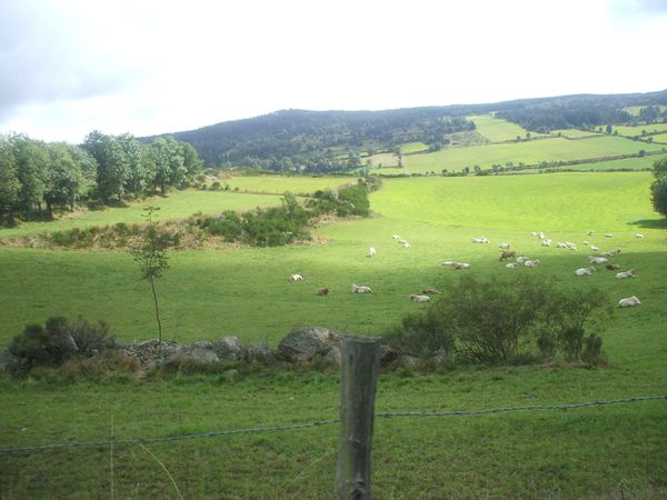 DSCF1146.JPG