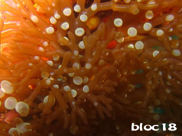 st-umberto--l-anemone-a-rameaux.jpg