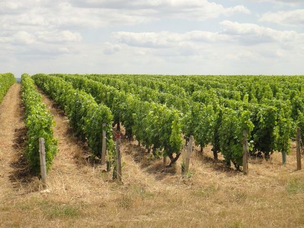 DSC01937 Vignes Pouilly fumé