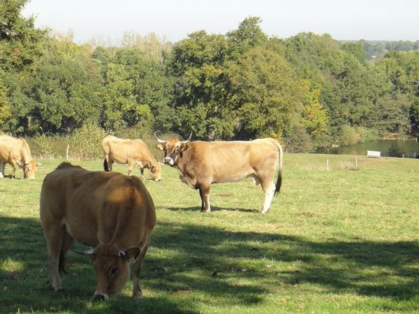DSC02611 Vaches Aubrac