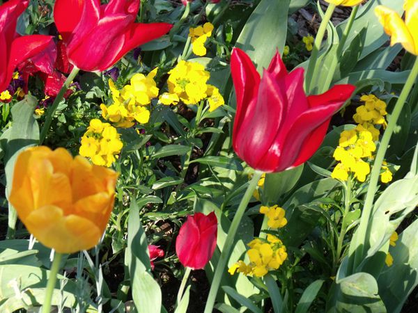 Tulipes-and-co.JPG
