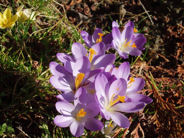 crocus