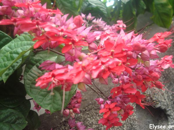 Fleur rouge et mauve 2