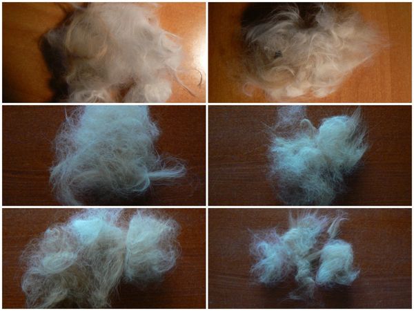 2012-03-01-Poils1