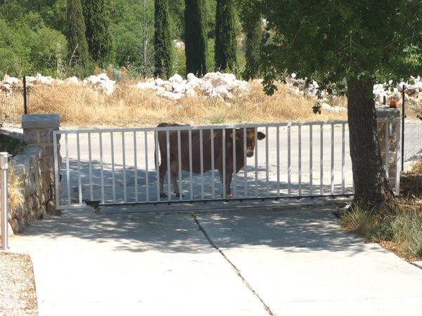 2013-08-11-Vache