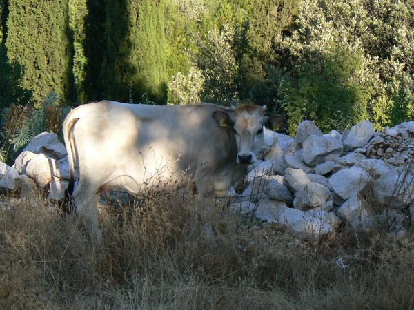 2013-08-14-2-Vache