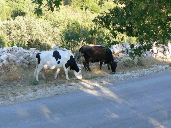 2013-08-14-3-Vaches