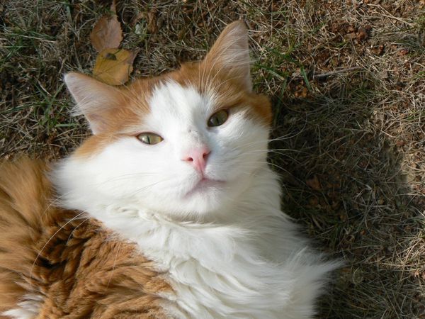 2011-10-22-Haricot6