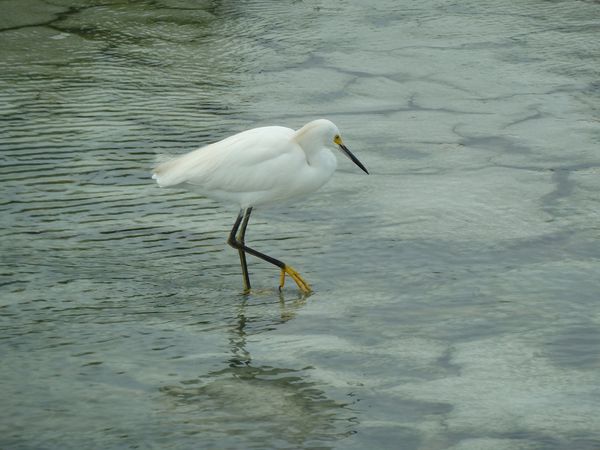 oiseaux-lac-des-Salines--2-.JPG