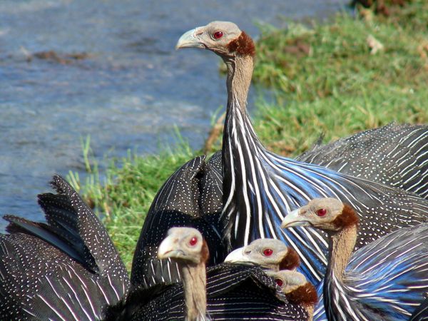 06. pintade vulturine - kenya