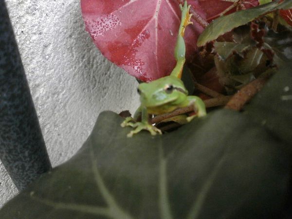 tarte-et-grenouille-025.JPG