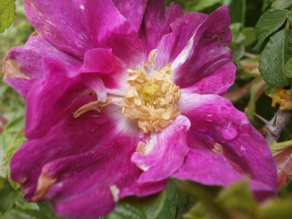 1eres roses Fin avril2012 022