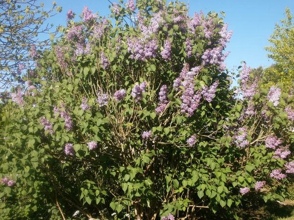 Jardin-suite-le-25-Avril-2013-003.JPG