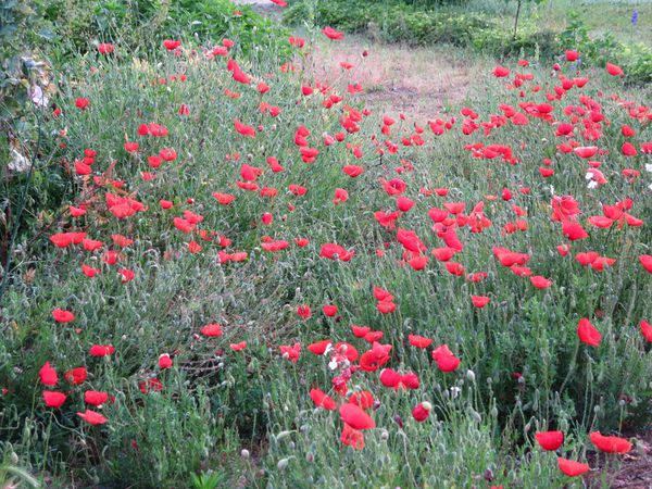 jardin-8-juin-apres-pluie-d-orage-033.JPG