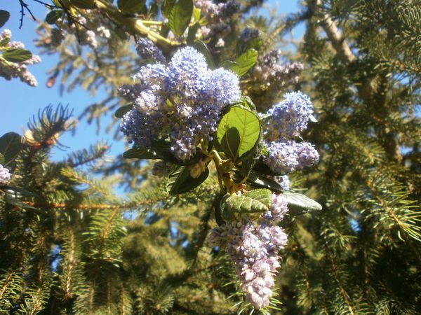jardin 24 avril 2013 098