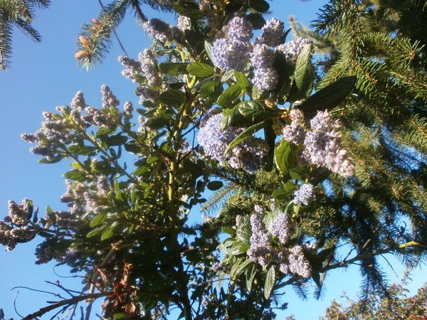 jardin 24 avril 2013 099