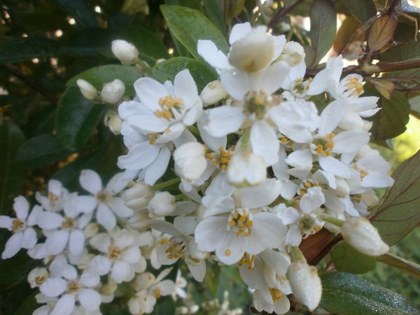 jardin 24 avril 2013 107