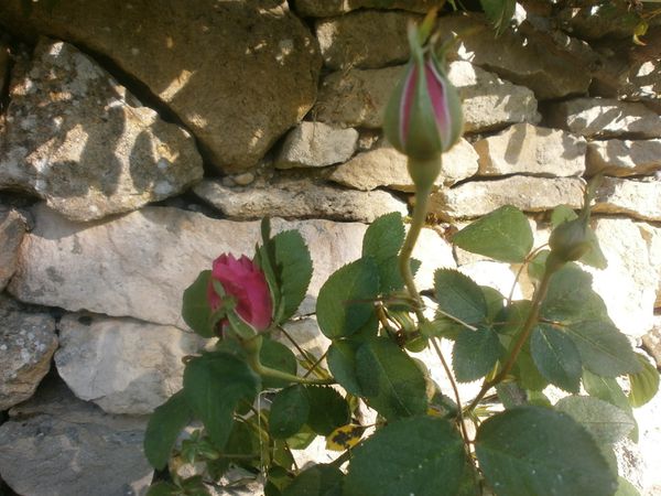 jardin 24 avril 2013 108
