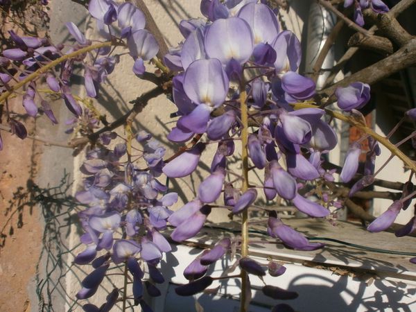 jardin 24 avril 2013 117