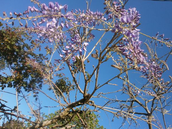 jardin 24 avril 2013 124