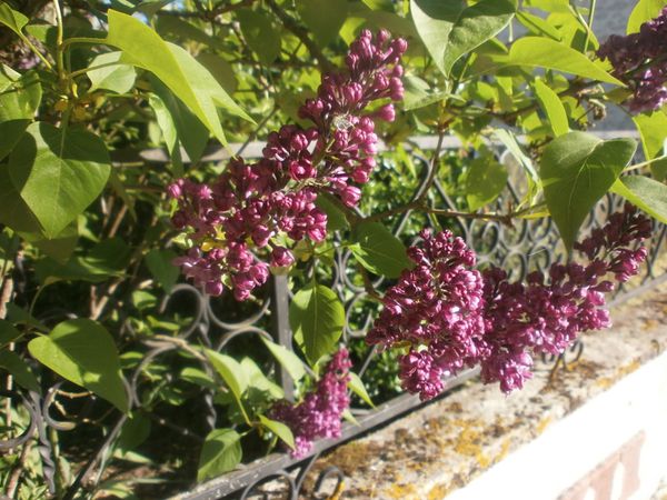 jardin 24 avril 2013 127