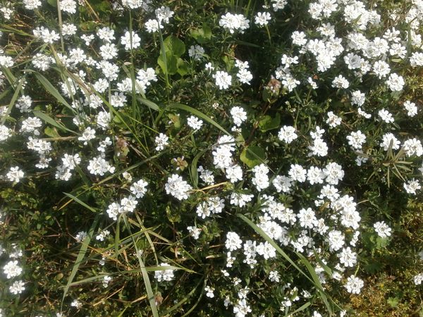 tour-jardin-2-avril-2013-022.JPG