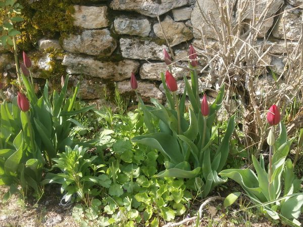tour jardin 2 avril 2013 024