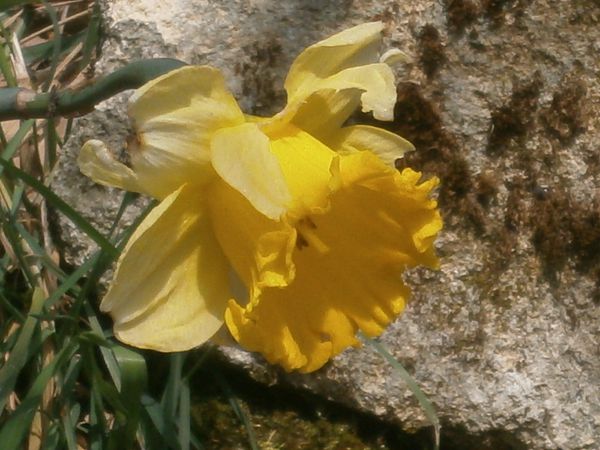 tour jardin 2 avril 2013 028
