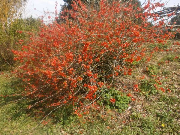 tour-jardin-2-avril-2013-029.JPG